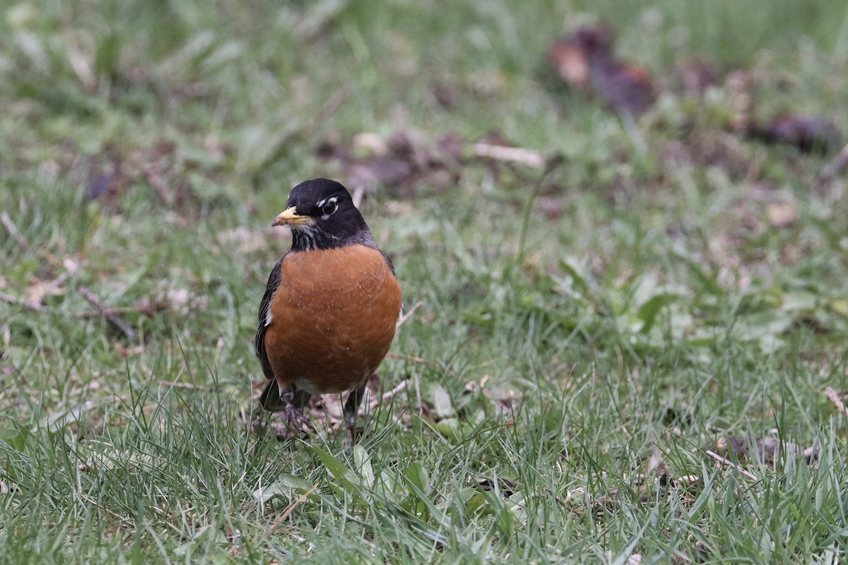 American Robin - ML618304289