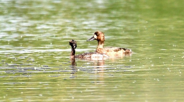 Lesser Scaup - ML618304306