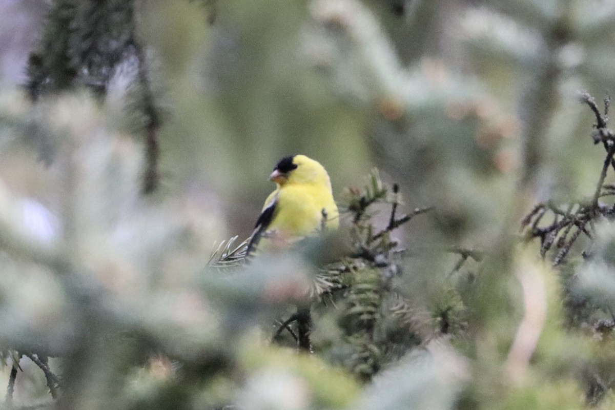 American Goldfinch - Sarah von Innerebner