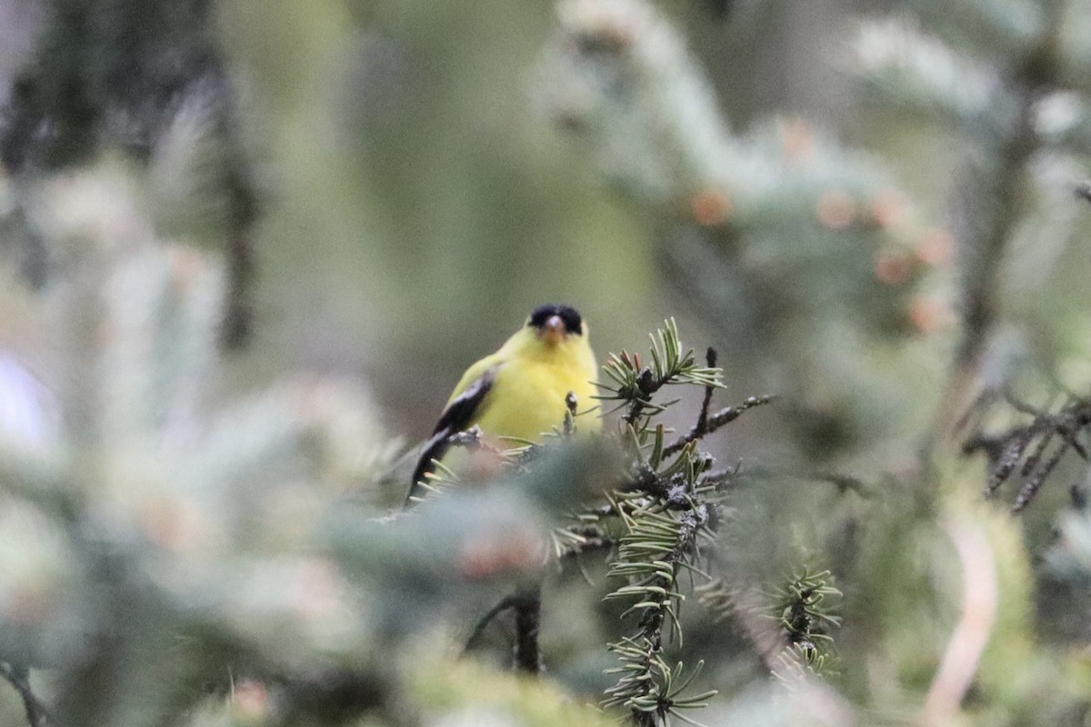 American Goldfinch - Sarah von Innerebner