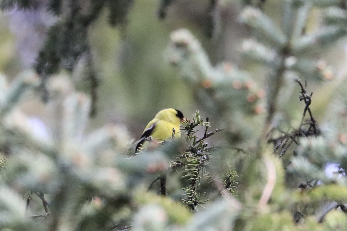 American Goldfinch - Sarah von Innerebner