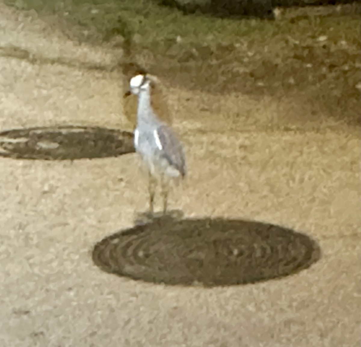 Yellow-crowned Night Heron - Howard Laidlaw