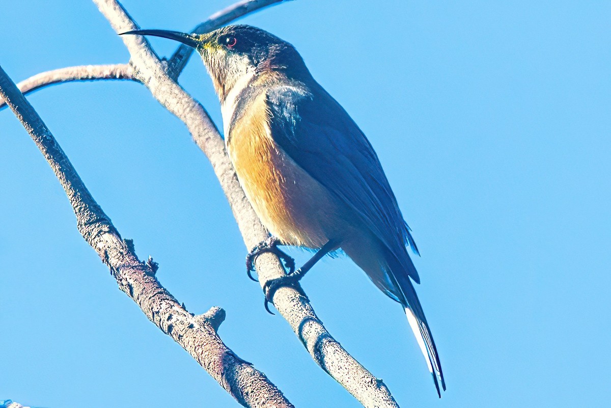 Eastern Spinebill - ML618304437