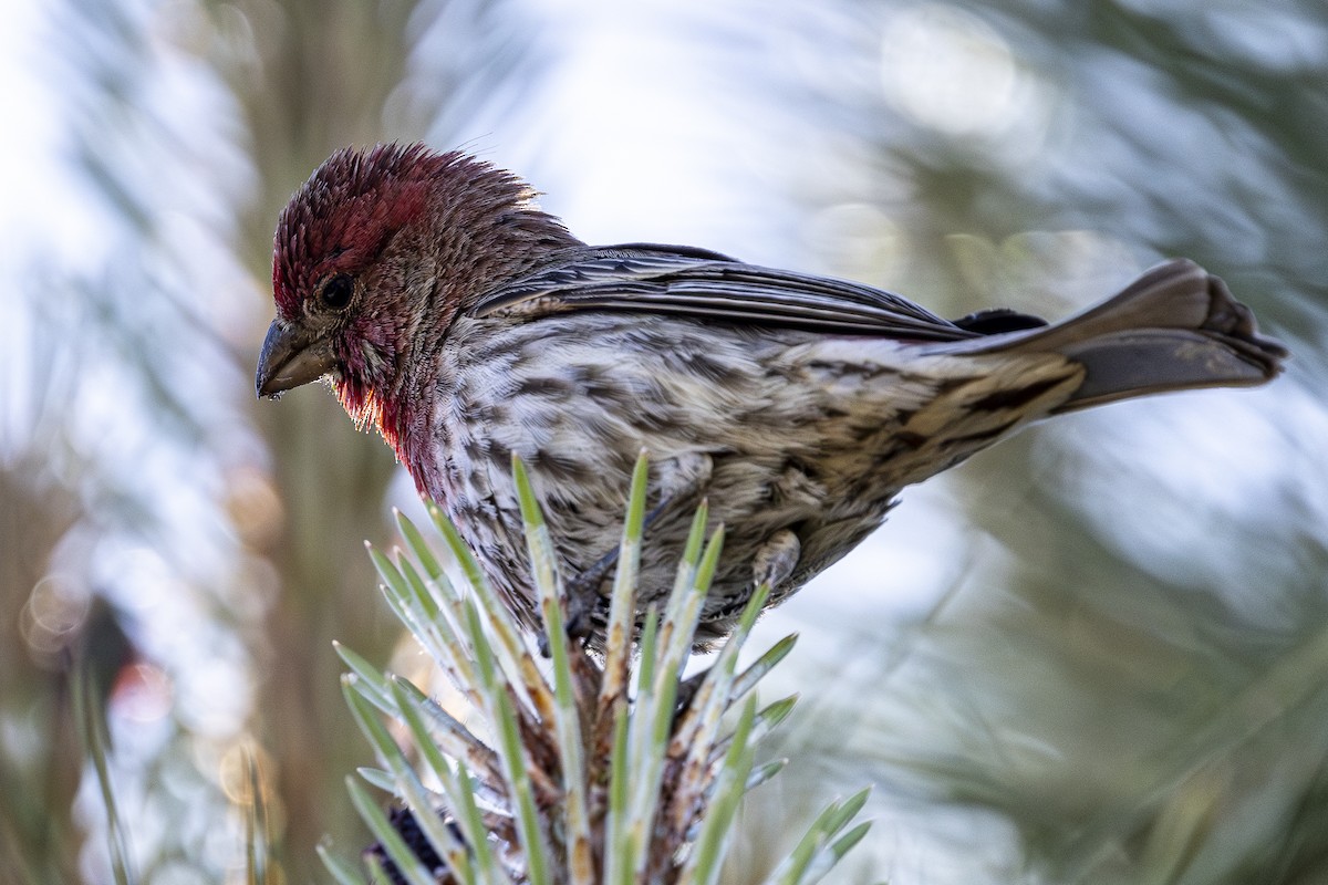 House Finch - Jef Blake