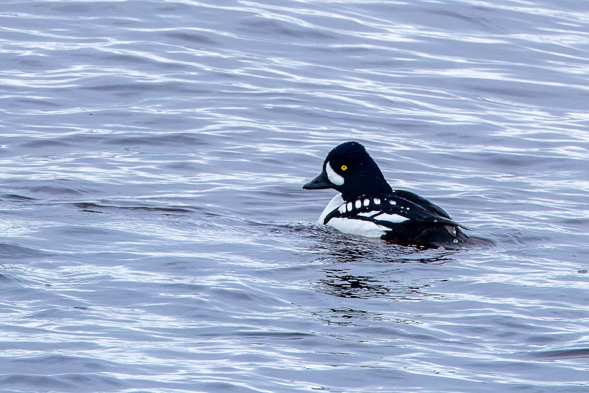 Barrow's Goldeneye - Stéphane Lair