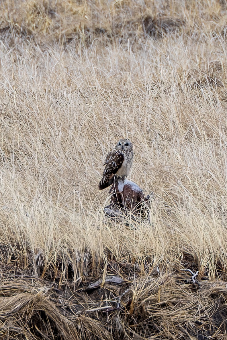 Hibou des marais - ML618304486