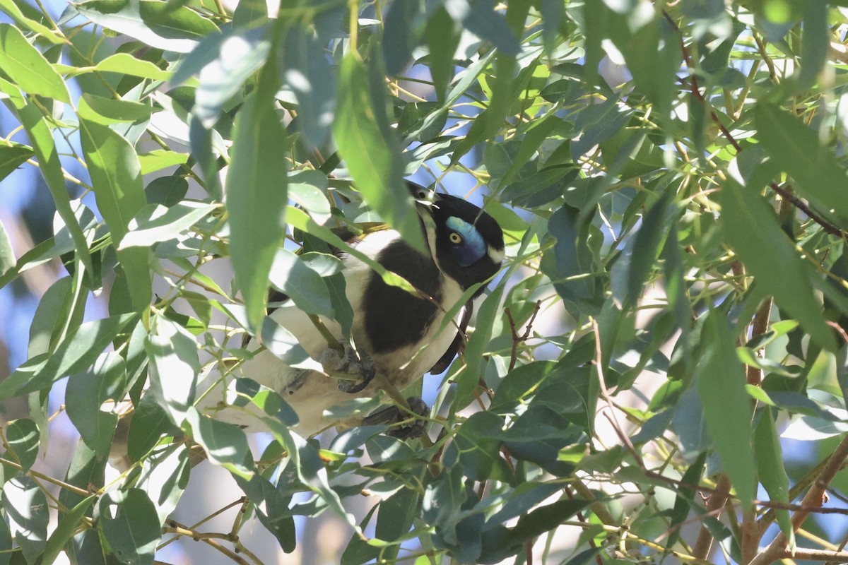 Blue-faced Honeyeater - ML618304491