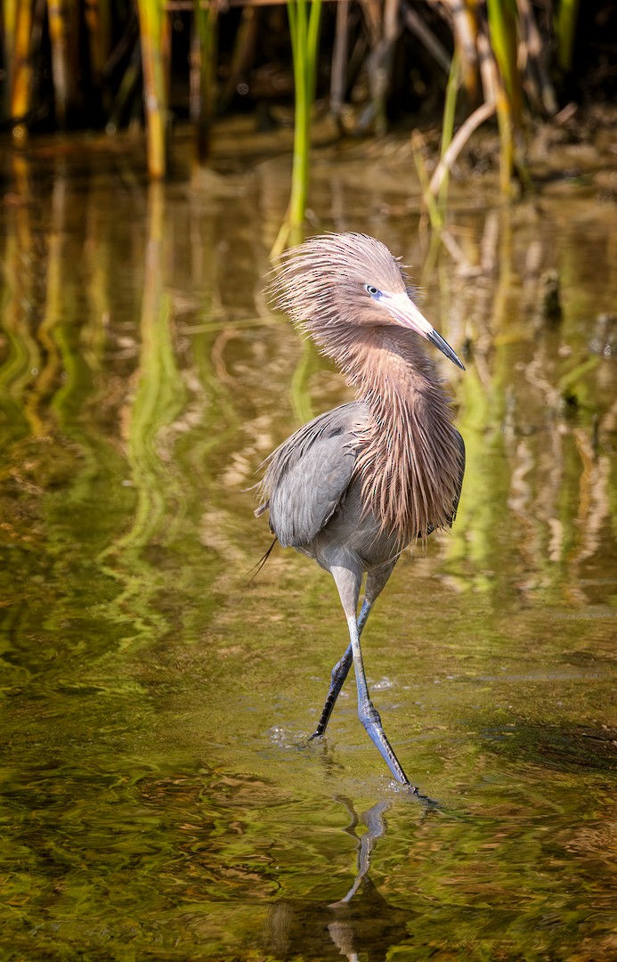 Reddish Egret - Eric Dyck