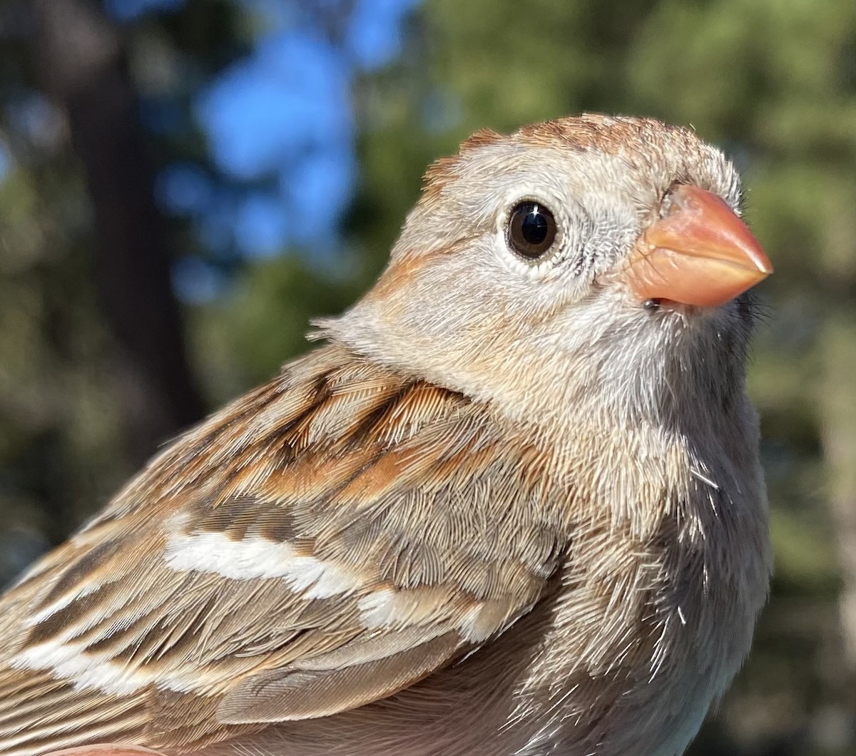 Field Sparrow - Michele Burnat