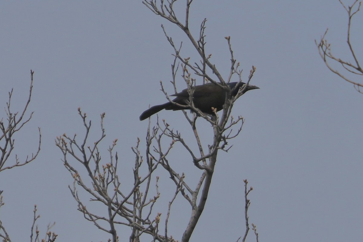 Common Grackle - Sarah von Innerebner