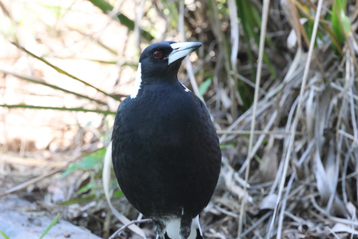 Australian Magpie - ML618304575