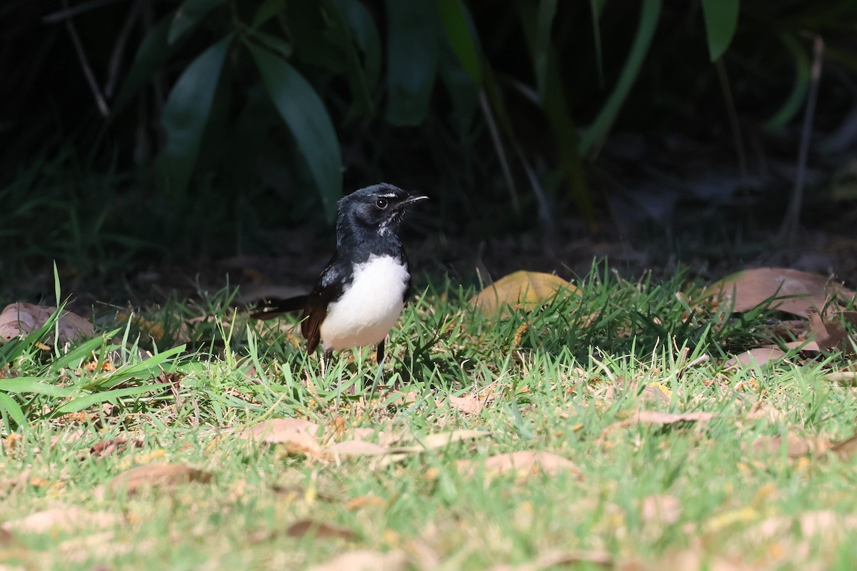 Willie-wagtail - Dennis Devers