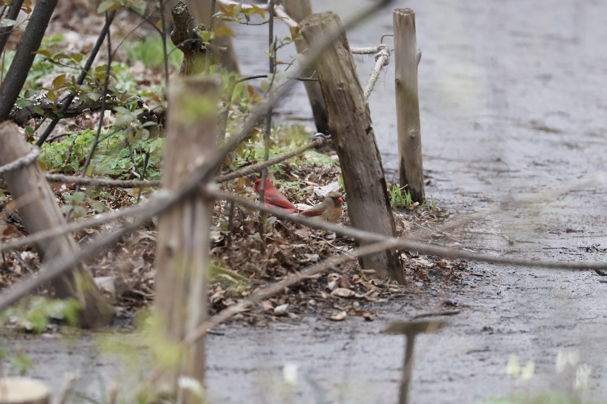 Northern Cardinal - Sarah von Innerebner