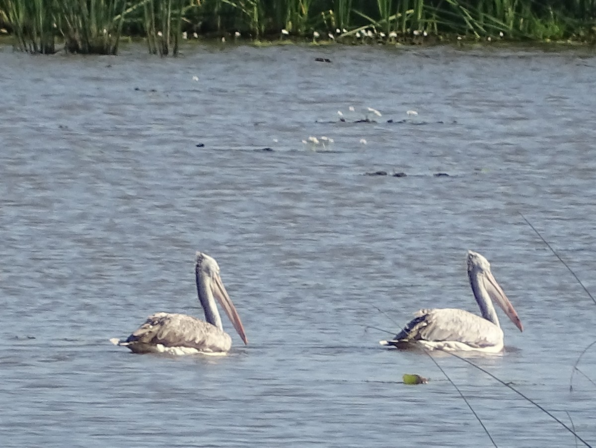 Spot-billed Pelican - ML618304649