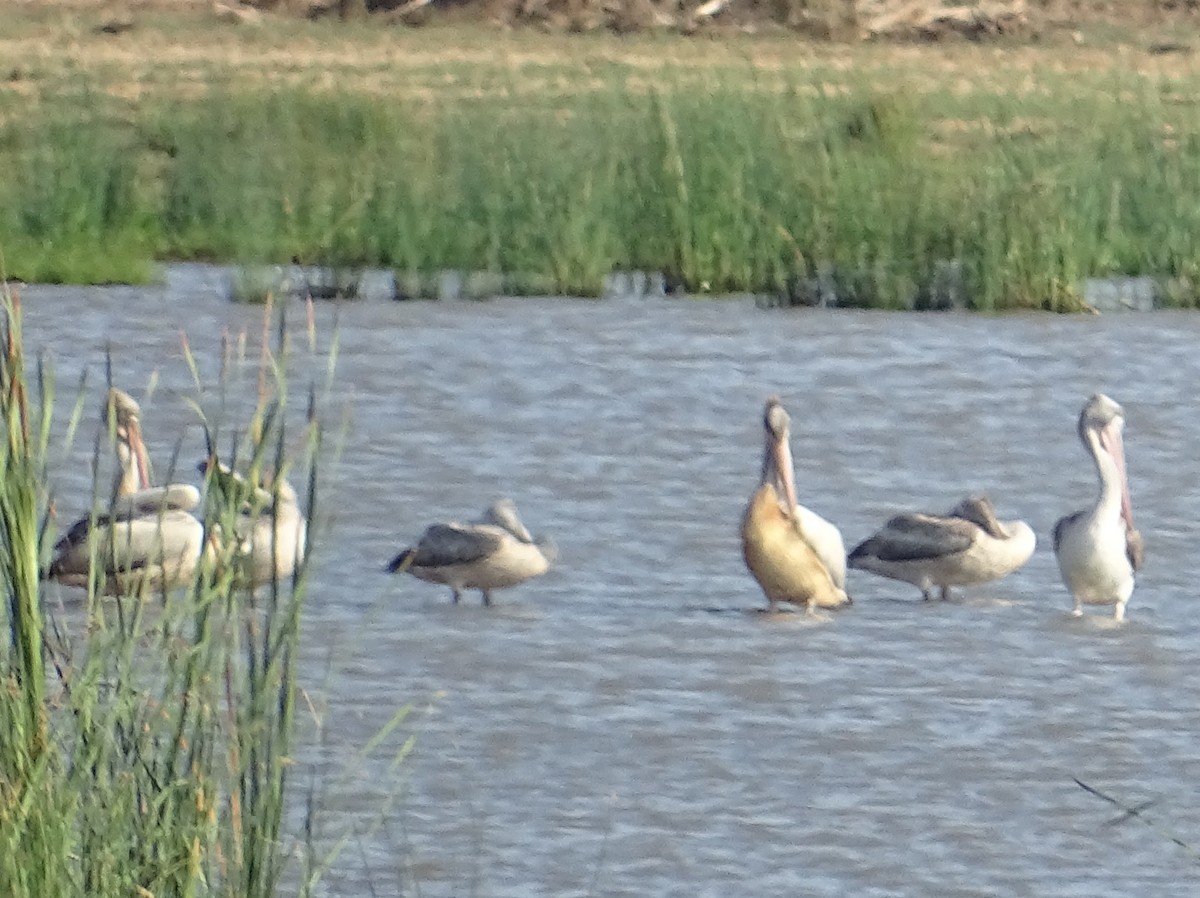 Spot-billed Pelican - ML618304650