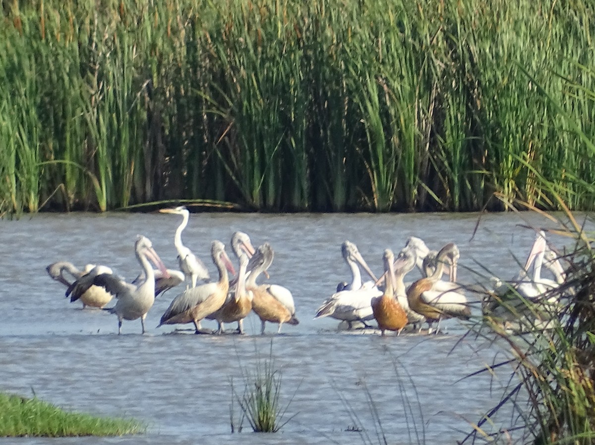 Spot-billed Pelican - ML618304651