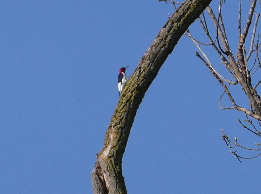 Red-headed Woodpecker - ML618304657
