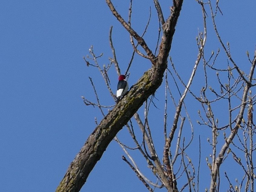 Red-headed Woodpecker - ML618304658