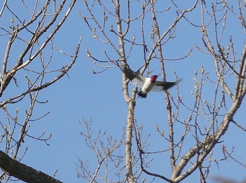 Red-headed Woodpecker - ML618304659