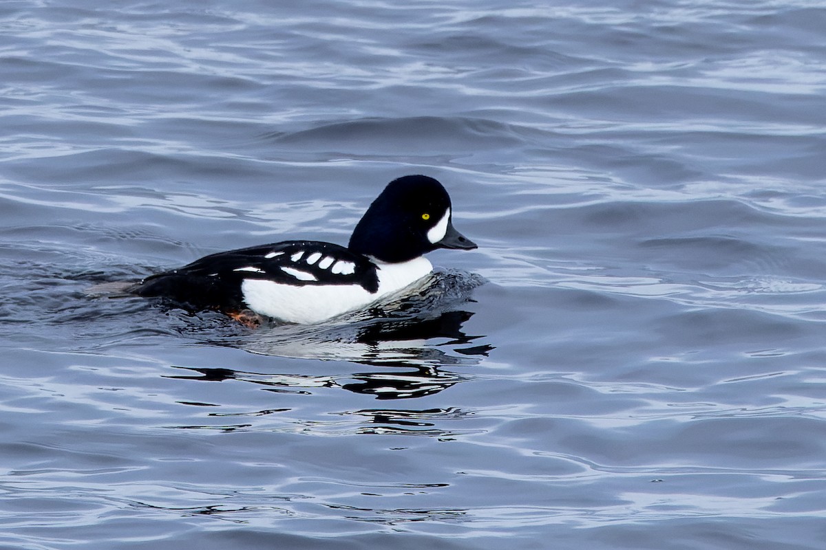 Barrow's Goldeneye - Stéphane Lair