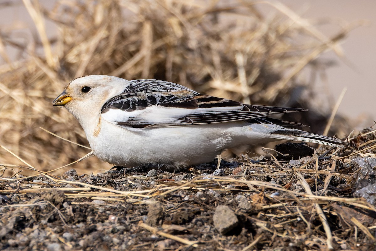 Snow Bunting - ML618304694