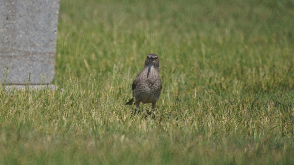 Curve-billed Thrasher - Bryan White