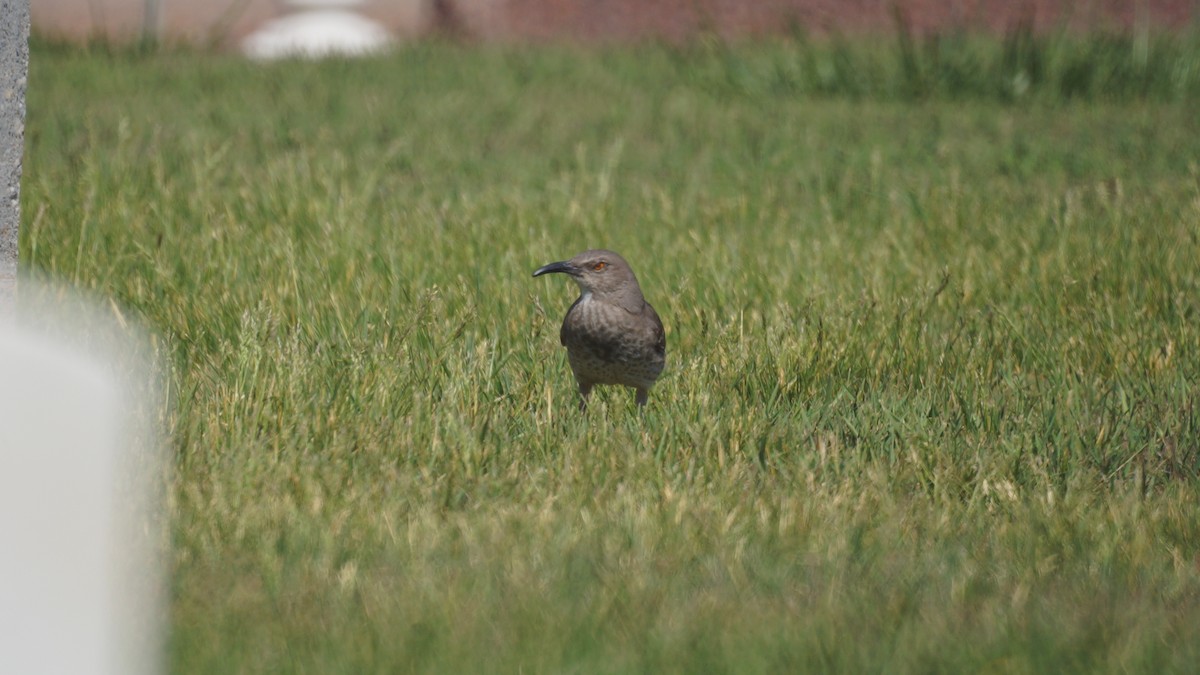 Curve-billed Thrasher - Bryan White