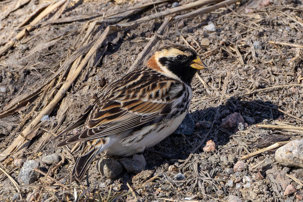 Lapland Longspur - ML618304708