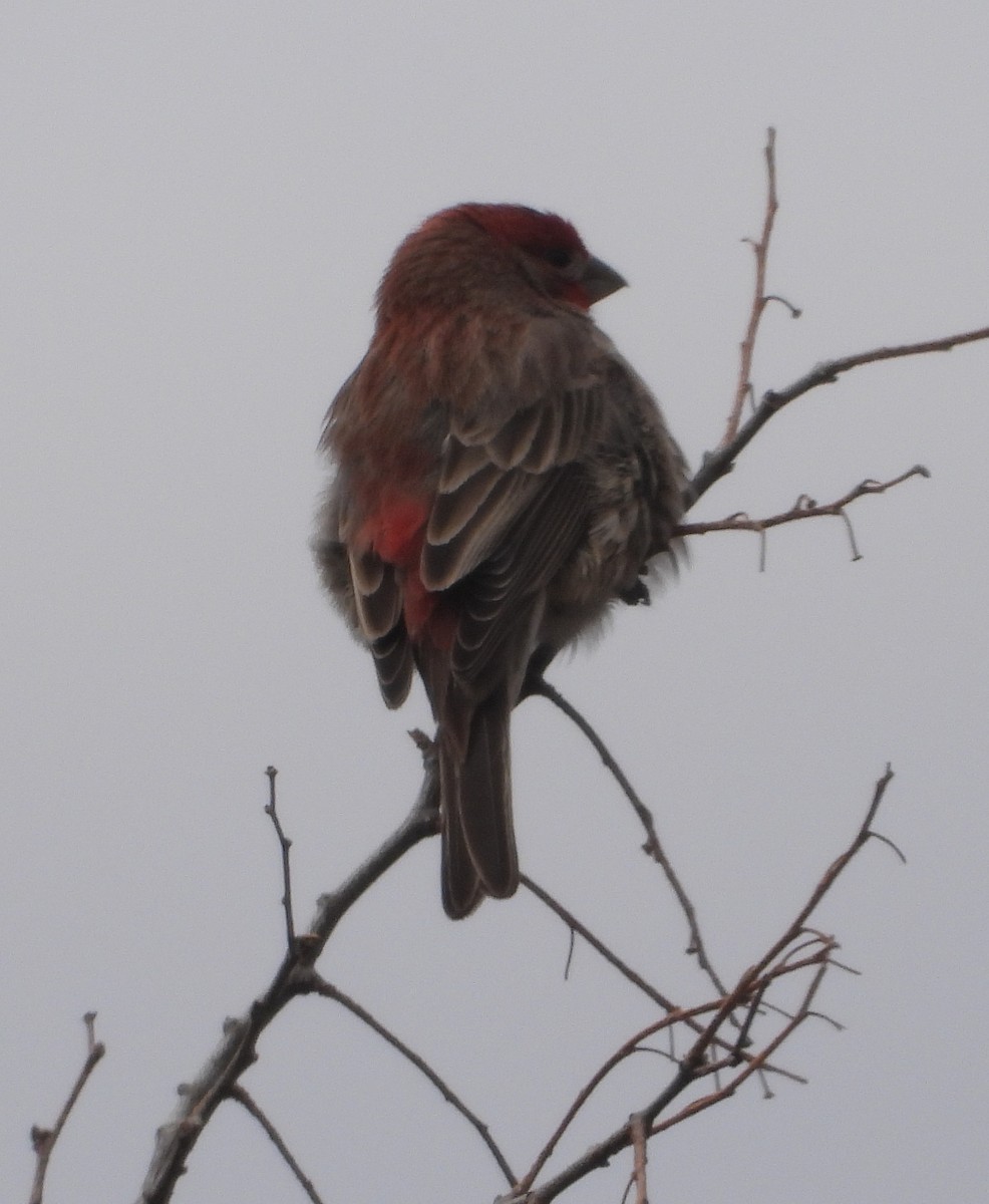 House Finch - ML618304731