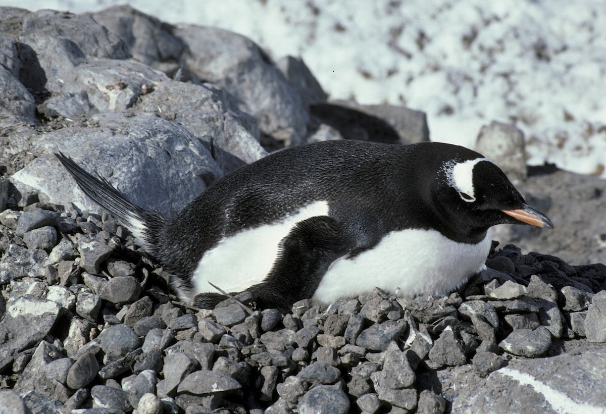 Gentoo Penguin - R O