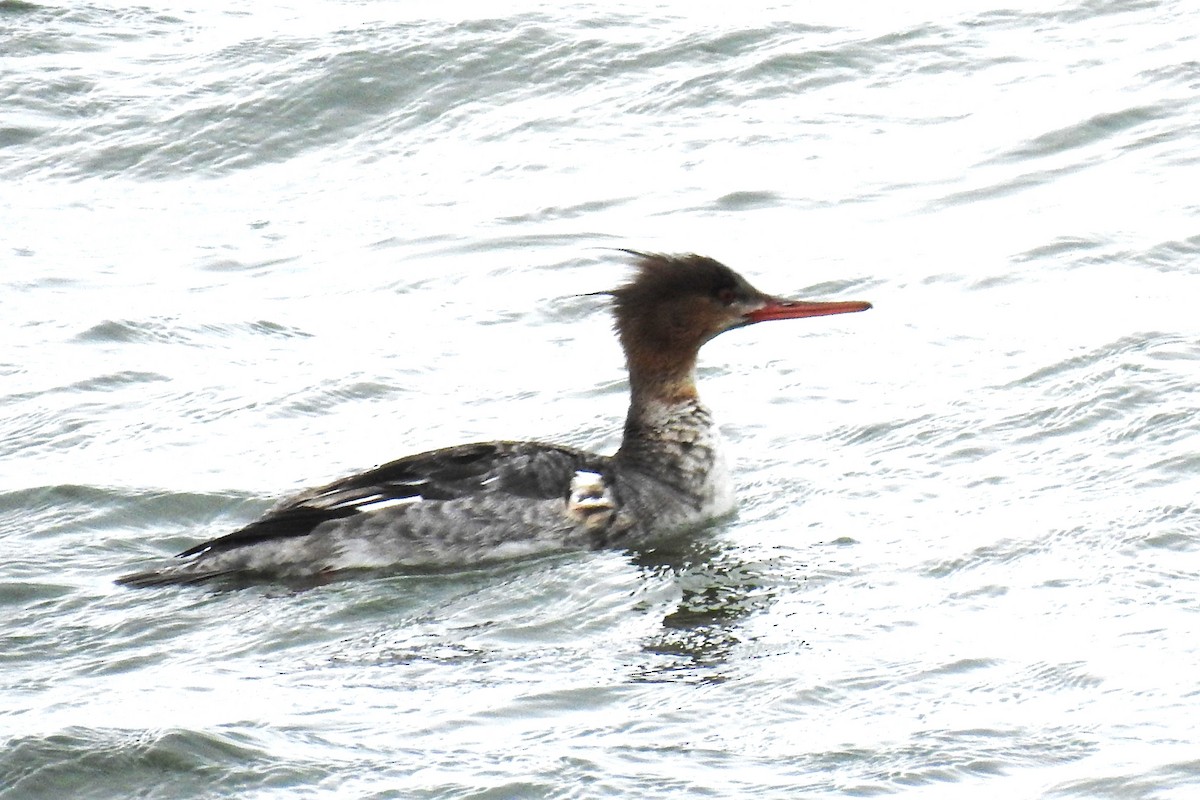 Red-breasted Merganser - JC Clancy