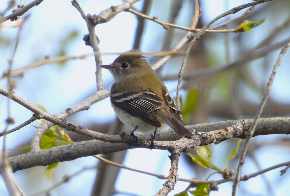 Least Flycatcher - Valentina Roumi