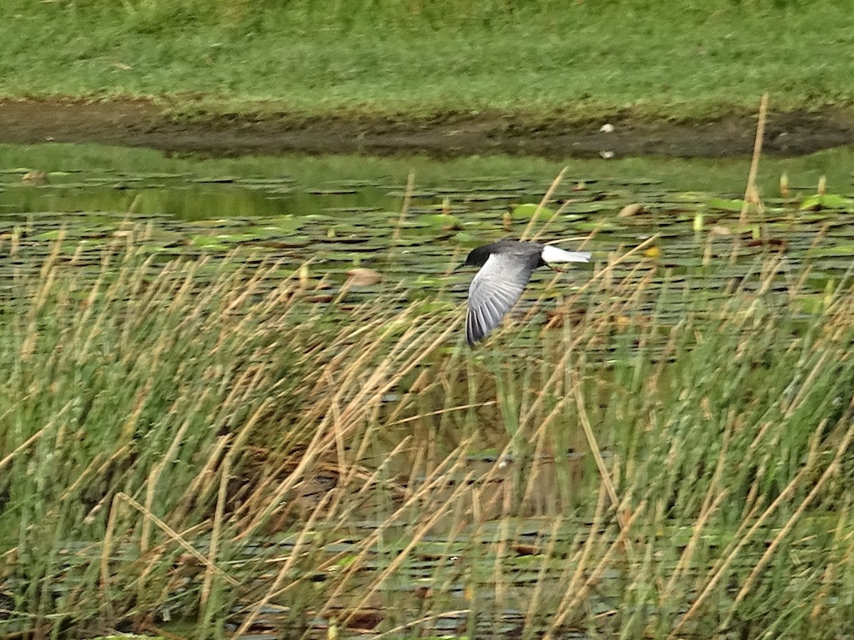 White-winged Tern - ML618304795