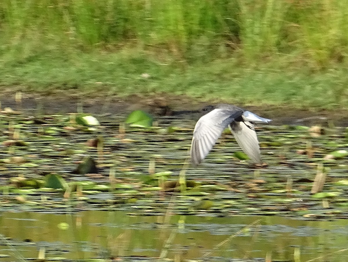 White-winged Tern - ML618304796