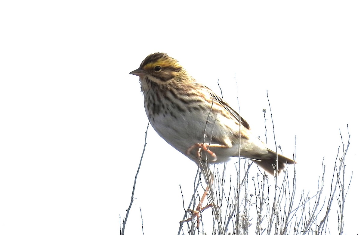 Savannah Sparrow - JC Clancy