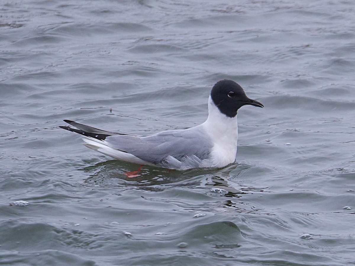 Bonaparte's Gull - Rob Worona