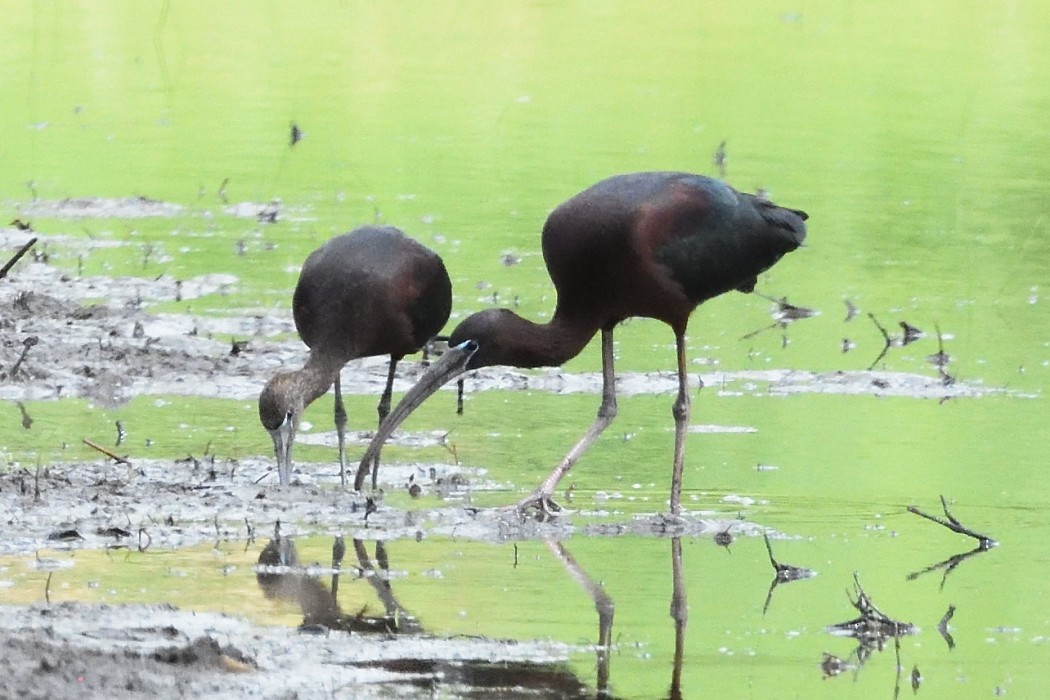 Glossy Ibis - ML618304843