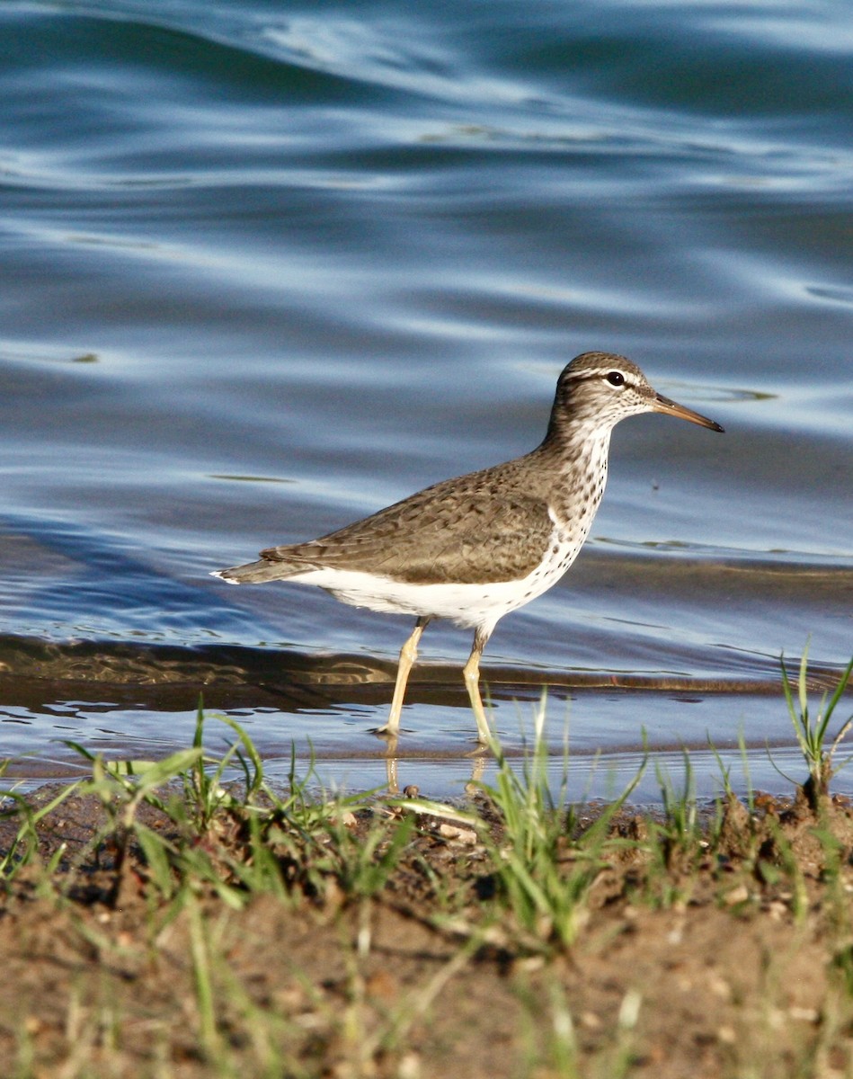 Spotted Sandpiper - ML618304880