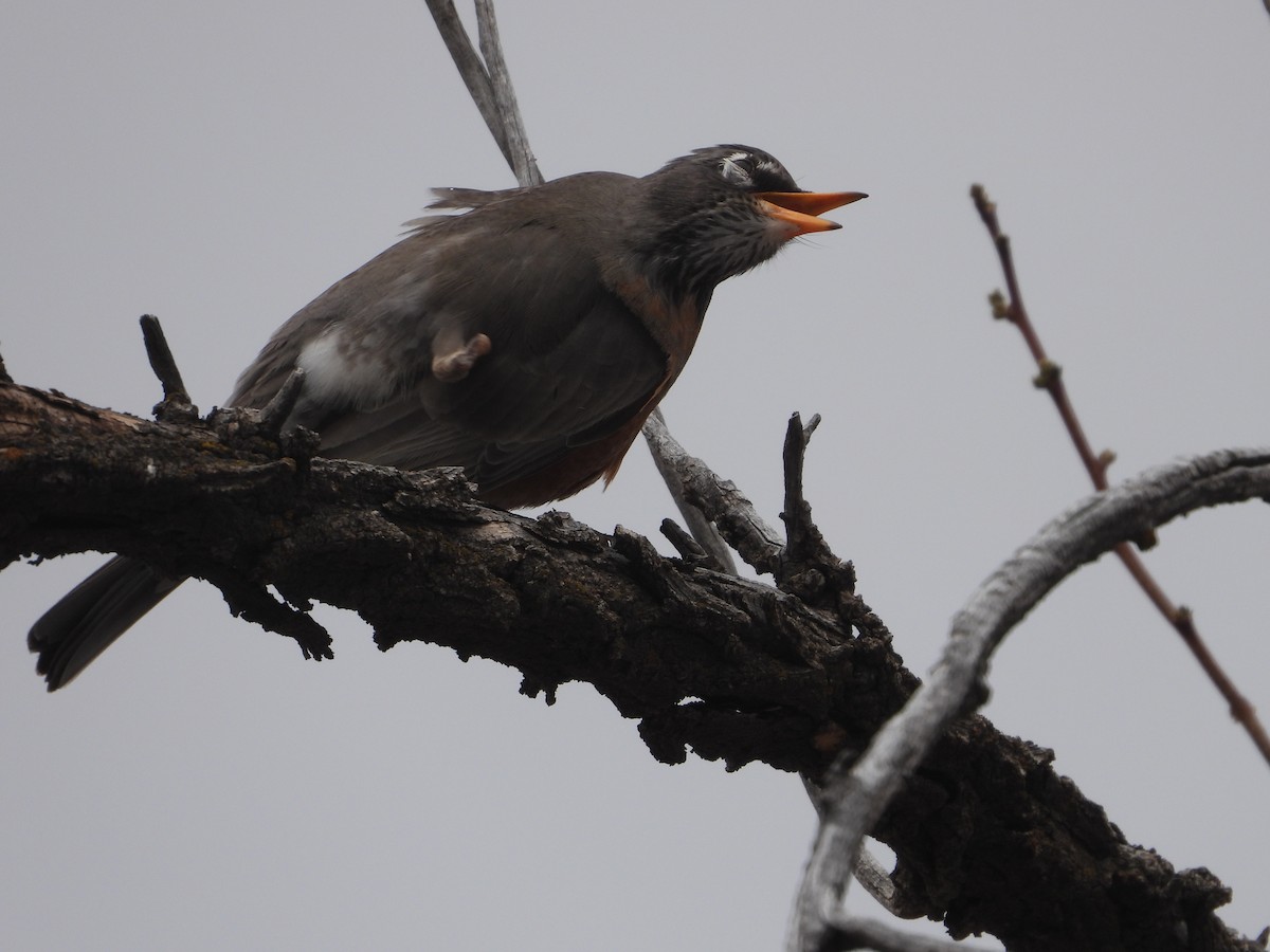 American Robin - ML618304888