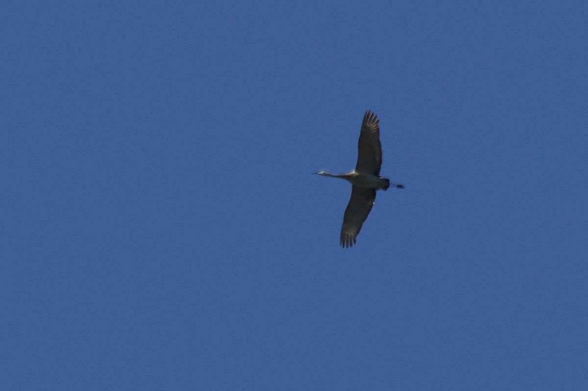 Sandhill Crane - ML618304890