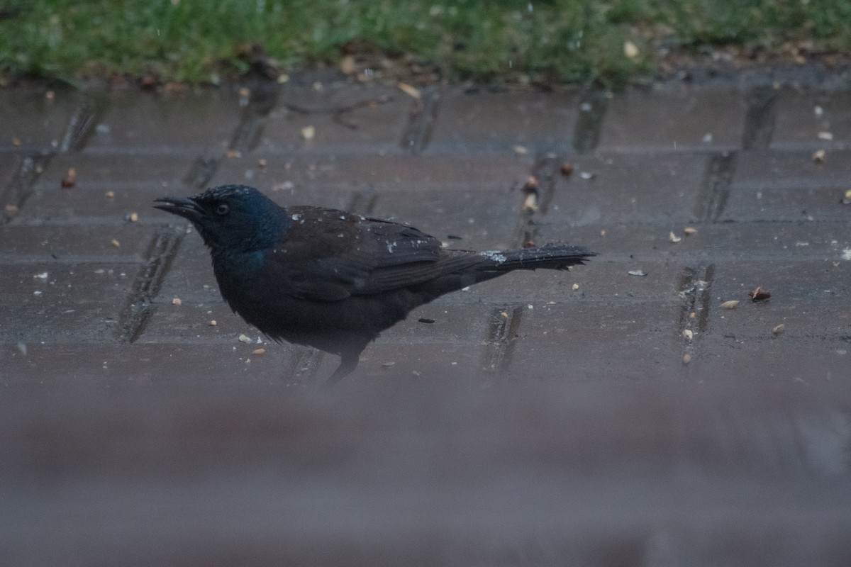 Common Grackle - Emma N