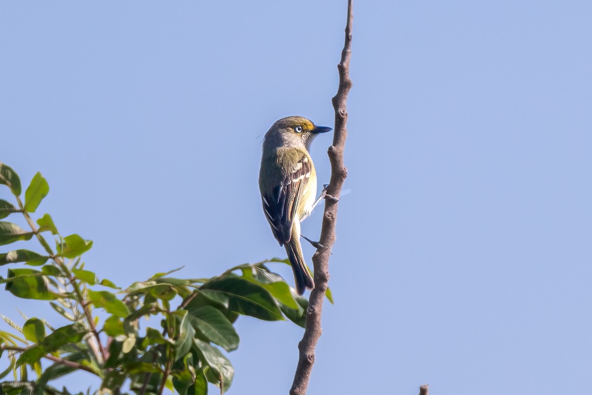 Ak Gözlü Vireo - ML618304954