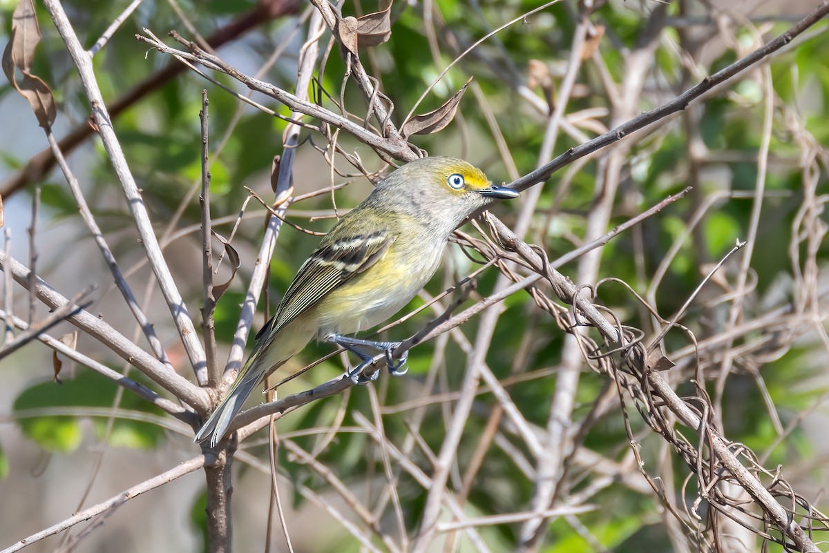 Ak Gözlü Vireo - ML618304957