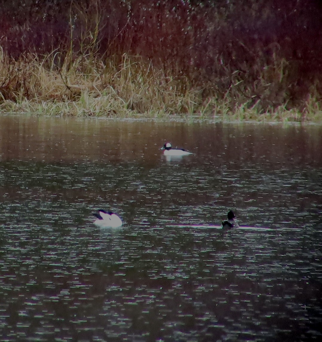 Bufflehead - ML618304972