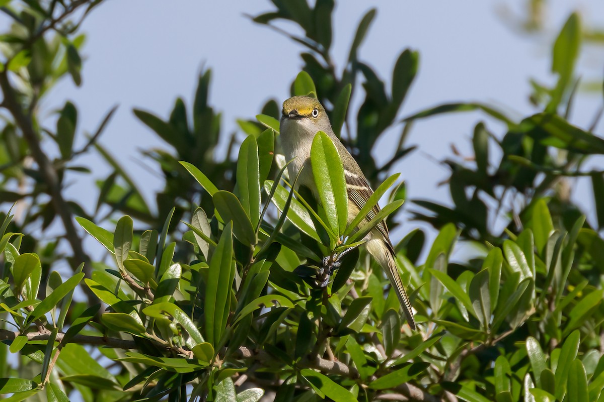 White-eyed Vireo - Mark Stephenson