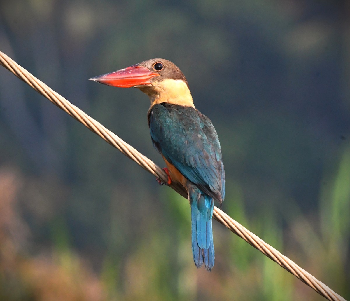 Stork-billed Kingfisher - mathew thekkethala