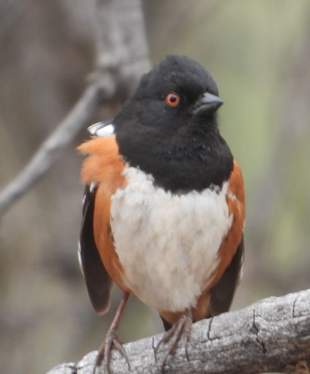 Spotted Towhee - Rodney Macready