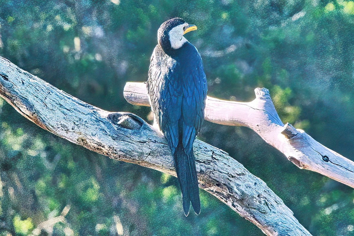 Little Pied Cormorant - ML618305020