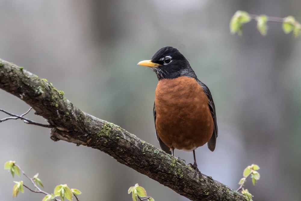 American Robin - Jean-Guy Papineau