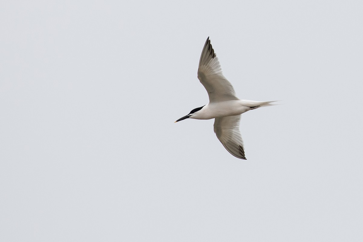 Sandwich Tern - ML618305043